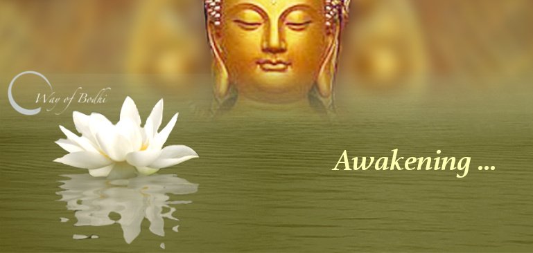 Buddha nature outlet